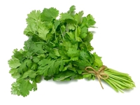 cilantro