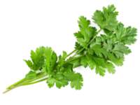 cilantro